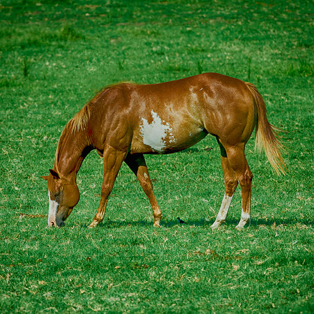 APHA, AQHA, Bertazzoni,"Paint horse", Pinto, Texas, artistic, black, gambling, head, horse, horse's, nature, nikon, old, plaque, portrait, prairie, racing, speed, summer time, white