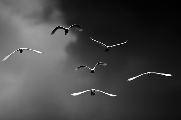 Texas, beaks, bertazzoni, cattle, "cattle egret", feathers, legs, migration, nature, pastures, ponds, swamps, white, wings, flock of birds, Nikon, Bertazzoni, "black & white", flying