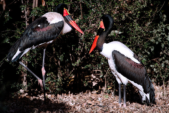 Africa, Beak, Botswana, Caprivi, Chobe, Kenya, Kenya, Mozambique, Namibia, Savuti, "South Africa", Tanzania, Tanzania, " red Billed Stork", babies, colors, feathers, fish, fishing, lake, long legs, mu