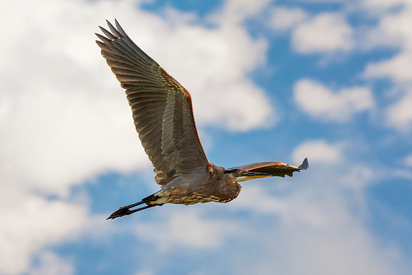 Bertazzoni, Nikon, Texas, bird, "black & white", feathers, fishing, "great Blue Heron", lake, migration, nature, park, peak, pond, swamp, "wading bird", wildlife, wings