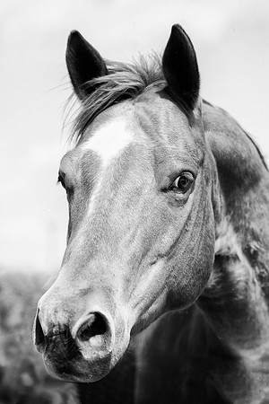 Bertazzoni, Texas, artistic, "black & white", head, horse, nature, nikon, old plaque, "horse's portrait", AQHA, prairie, speed, racing, gambling