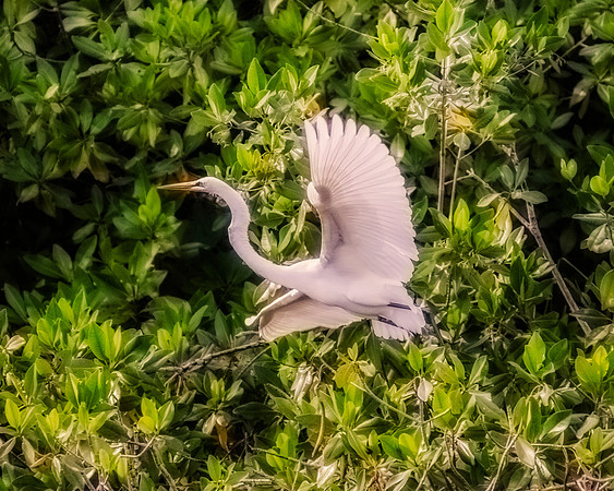 Bertazzoni, Jamaica, Nikon, artistic, beak, colors, feathers, fishing, flying heron, heron, legs, migration, nature, panning, pond, safari, safari, swamp, "white heron"