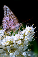 Butterfly, Details, Flower, Structure, Wings, nectar, bertazzoni, pupa, nature, insect, yard, summer, spring,