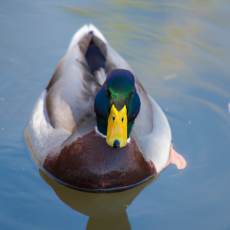 "common duck", duck, colors, feathers, wings, beak, legs, cooking, migration, Nikon, Bertazzoni, structure, texture, details, pond, swamp, yard, nature, zoo, farm, animals, bird