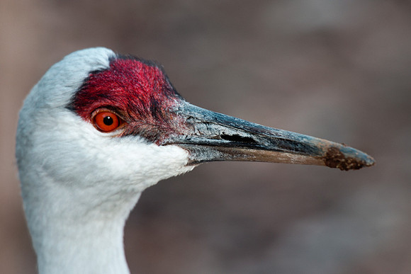 portrait, eye, details, colors, beak, zoo, Texas, nature, Nikon, Bertazzoni, swamp, wings, flying, "whooping Crane"