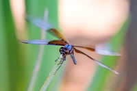 Bertazzoni, Dragonfly, Flowers, Garden, Nikon, Reflections, Sunlight, Wings, colors, insect, "x-wing", yard, eyes, insect, details,