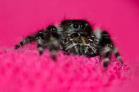 Black, Eyes, Legs, Spider, Spider