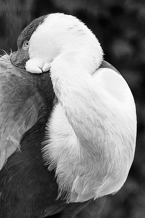 details, feathers, eye, beak, bird, zoo, "black & white", nature, Bertazzoni, Nikon, structure, texture, artistic
