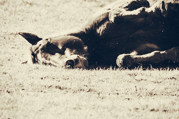 Bertazzoni, Nikon, beaks, cow-boys, far west, feathers, geese, going for a walk, hoofs, horse, nature, pastures, prairie, rolling horse, wildlife