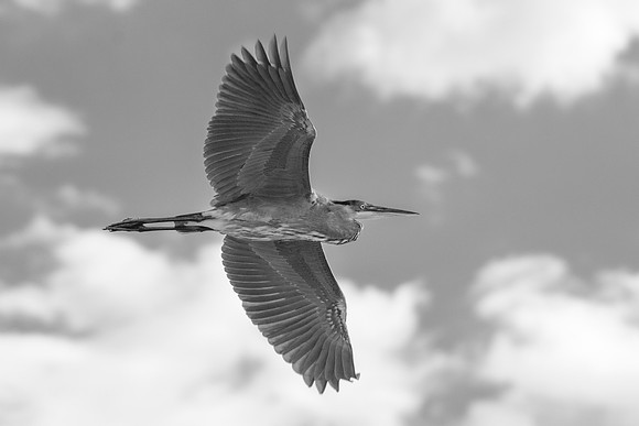 Bertazzoni, Nikon, Texas, bird, "black & white", feathers, fishing, "great Blue Heron", lake, migration, nature, park, peak, pond, swamp, "wading bird", wildlife, wings