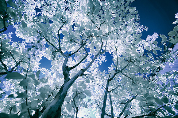 leafs, branches, Oak, tree, garden, artistic, infrared, Bertazzoni, Nikon, scenic, nature, bush