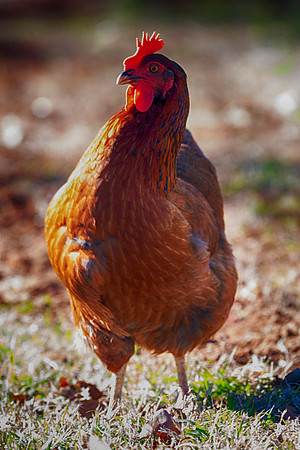 Bertazzoni, Nikon, beak, bird, breakfast, chicken, colors, eggs, farm, feathers, food, hen, legs, nature, wings, yard, "hen's eye", "hen's feathers"