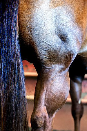 horse, muscles, definition, veins, hair, coat, "quarter horse", Bertazzoni, AQHA, Nikon, tail, speed, riding,