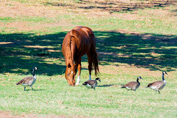 "going for a walk", horse, geese, prairie, nature, pastures, Nikon, Bertazzoni, wildlife, feathers, hoofs, beaks,