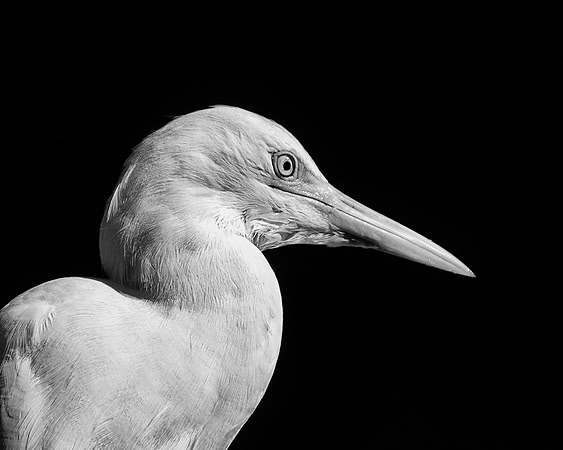 Bertazzoni, Egret, Nikon, Texas, Whitr, beaks, bertazzoni, cattle, cattle, egret, feathers, legs, migration, nature, pastures, ponds, swamps, white, wings, "black & white"