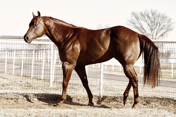 "powerful horse",Bertazzoni, Indians, Nikon, Texas, apha, boys, burro, colors, "cow boys", donkey, "far west", herd, horse, mustang, pack, paint, pioneers, portrait, prairie, riding, saddle, scenic, s