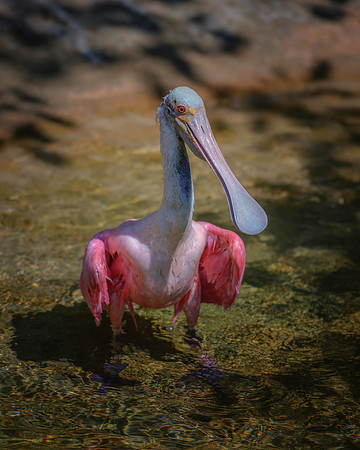 Spoonbill