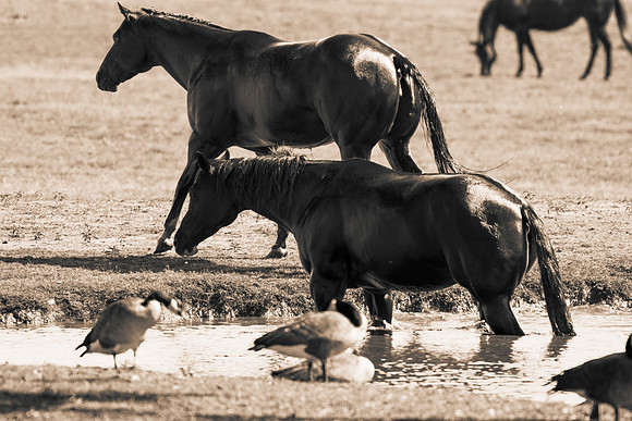 Bertazzoni, Indians, Nikon, Texas, apha, boys, bridles, burro, colors, "cow boys", donkey, "far west", halter, harness, herd, hoofs, horse, mustang, pack, paint, pioneers, portrait, "powerful horse",