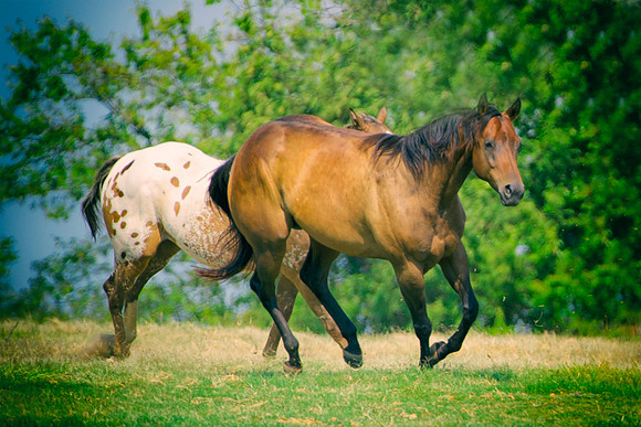 Hollywood, Indians, appaloosa, boots, bridle, buckskin, circus, cow boy, far west, horses, jockey, legs, main, mustangs, paint, palomino, pinto, prairie, quarter, race, saddle, tail, western, wild, wi