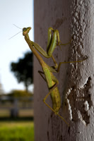 garden, grass, insect, "praying mantis", predator, yard
