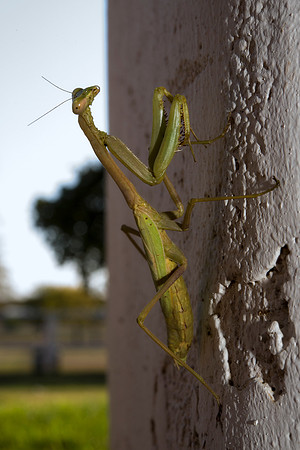 garden, grass, insect, "praying mantis", predator, yard