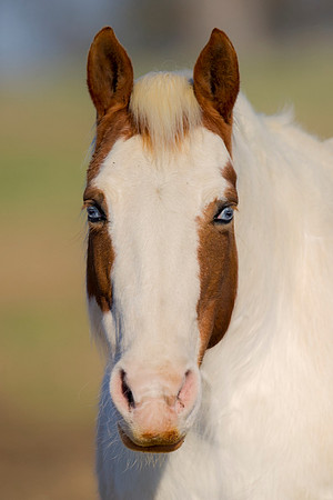 "powerful horse",Bertazzoni, Indians, Nikon, Texas, apha, boys, burro, colors, "cow boys", donkey, "far west", herd, horse, mustang, pack, paint, pioneers, portrait, prairie, riding, saddle, scenic, s