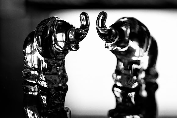 trunks, "black & white", artistic, "still life", elephants, Highlights, shades, tilt, shift, Nikon, Bertazzoni