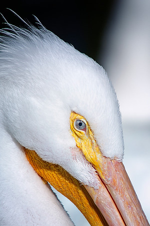 pelicans, sea, ocean, details, Bertazzoni, Nikon, beak, fish, fishing, waterfront, feathers, colors, nature, vacation, zoo, beach, boats,
