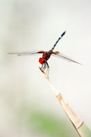 artistic, bertazzoni, dragonfly, insect, macro, movement, nature, scenic, wings