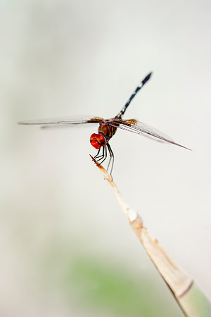 artistic, bertazzoni, dragonfly, insect, macro, movement, nature, scenic, wings