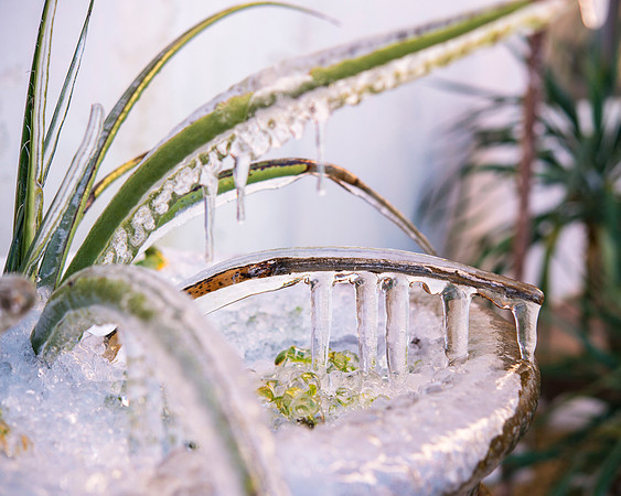 "frozen aloe", aloe, frozen, ice, Nikon, Winter, Bertazzoni, details, nature, season, garden, storm, weather, plant, cubes, "ice cubes",