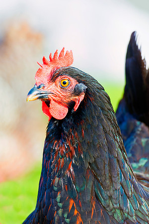 Bertazzoni, Nikon, beak, bird, breakfast, chicken, colors, eggs, farm, feathers, food, hen, legs, nature, wings, yard