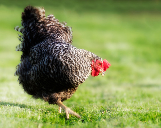Bertazzoni, Nikon, beak, bird, breakfast, chicken, colors, eggs, farm, feathers, food, hen, legs, nature, wings, yard