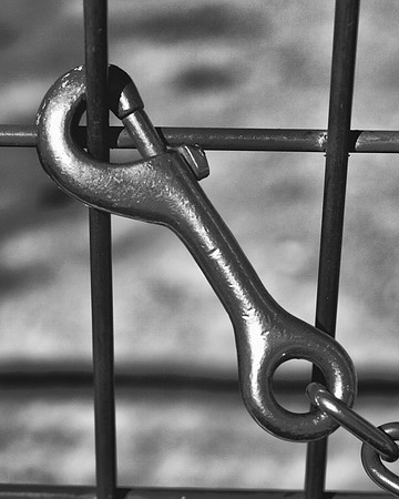 Carabiner, barn, "black & white", darkness, dog, highlights, horse, leash, rope