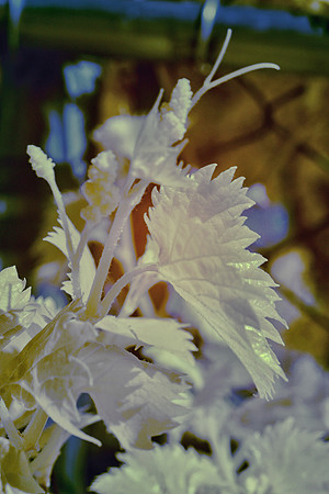 Leafs, IR, Infrared, nature, details, yard, Nikon, Bertazzoni, bokeh, tree, sunlight, vine plant