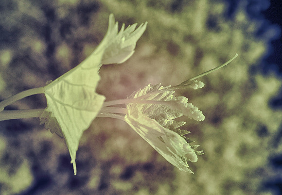 Leafs, IR, Infrared, nature, details, yard, Nikon, Bertazzoni, bokeh, tree, sunlight, vine plant
