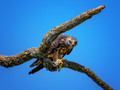 Birds of Prey II