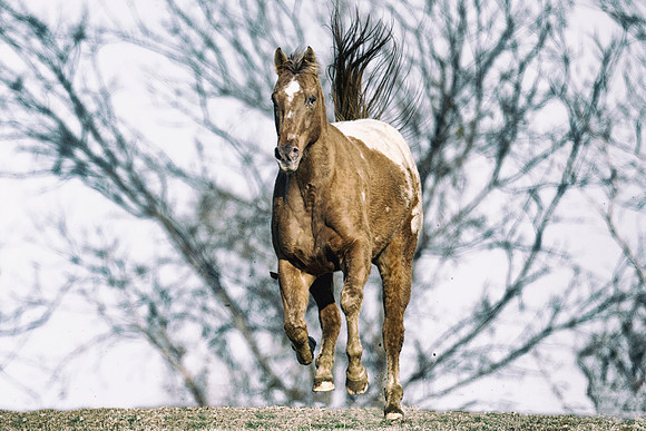 appaloosa, Bertazzoni, Indians, Nikon, Texas, apha, boys, bridles, burro, colors, "cow boys", donkey, "far west", halter, harness, herd, hoofs, horse, mustang, pack, paint, pioneers, portrait, "powerf