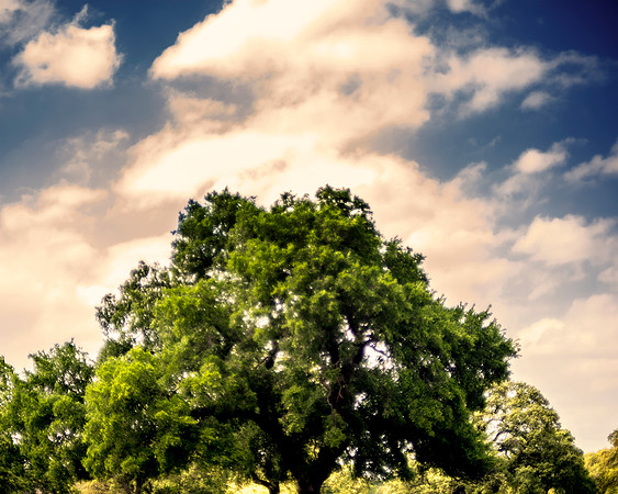 Bertazzoni, Nikon, clouds, colors, details, horses,nature, "sky-scape", scenic, sky, structure, storm, Texas, trees, foliage, leafs