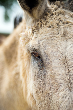 Bertazzoni, Nikon, Texas, details, ears, equine, mule, "mule ears", nature, pasture, "donkey eye"