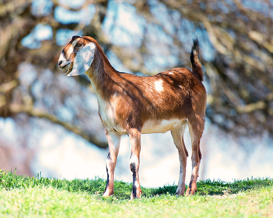 goat, pet, farm, ears, nature, milk, cheese, Nikon, Bertazzoni, hair, colors, grass,