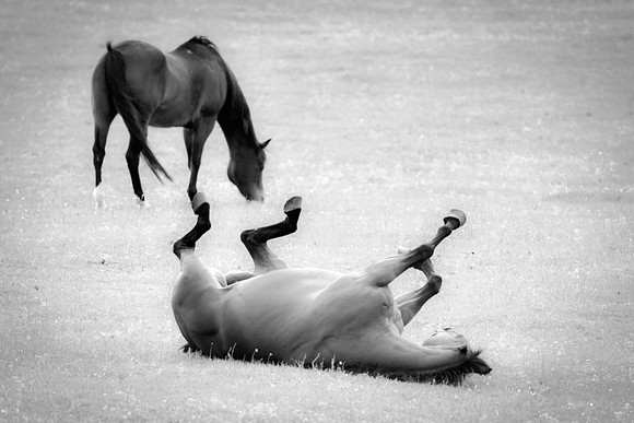 Bertazzoni, Nikon, beaks, cow-boys, "far west", feathers, geese, "going for a walk", hoofs, horse, nature, pastures, prairie, "rolling horse", wildlife