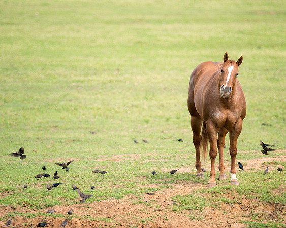 Bertazzoni, Hollywood, Indians, Nikon, appaloosa, boots, boy, bridle, buckskin, circus, cow, far, "far west", horses, jockey, legs, main, mustangs, paint, palomino, pinto, prairie, quarter, race, sadd