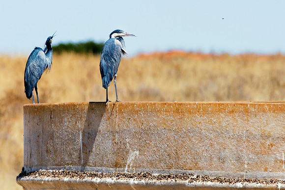 Bertazzoni, Nikon, Texas, bird, "black & white", feathers, fishing, "great Blue Heron", lake, migration, nature, park, peak, pond, swamp, "wading bird", wildlife, wings