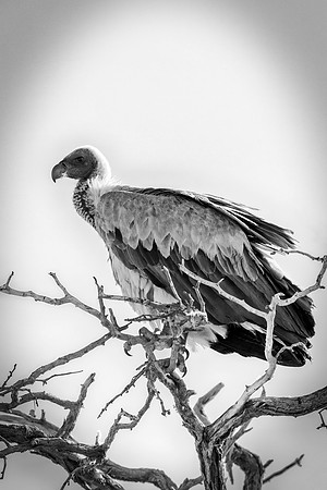 Beak, Bertazzoni, Mexico, Nikon, Texas, Wings, "black & white", death, eyes, feathers, flying, legs, nature, scavengers, "turkey vulture", vulture, wilderness