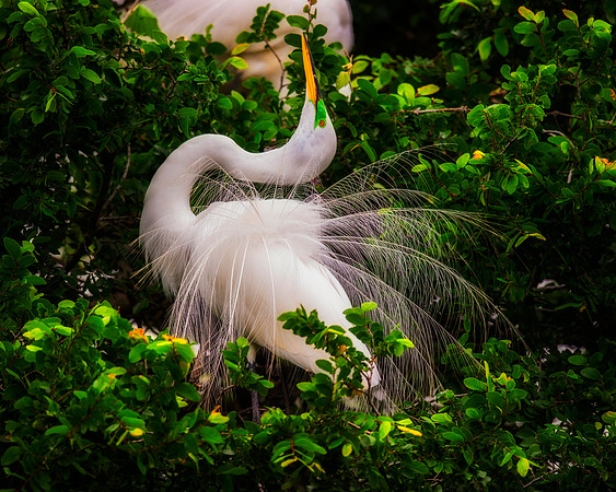 " great egret", egret, nesting, Texas, feathers, details, flying, beak, Nikon, Bertazzoni, white, tree, nest, colors