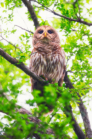 "barred owl", owl, nocturnal, beak, hunting, nest, eyes, claws, Nikon, Bertazzoni, "birds of prey", tree, branches,