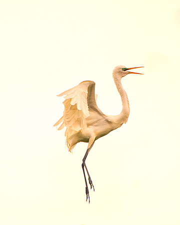 Bertazzoni, Jamaica, Nikon, artistic, beak, colors, feathers, fishing, "flying egret", heron, legs, migration, nature, panning, pond, safari, swamp, "white egret"