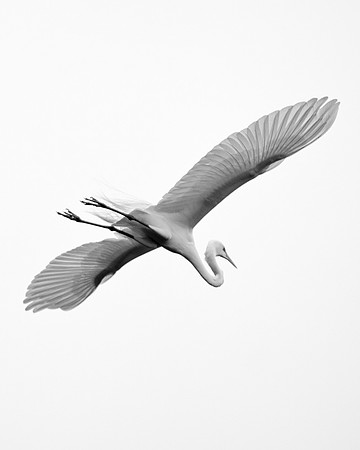 Bertazzoni, Jamaica, Nikon, artistic, beak, colors, feathers, fishing, "flying egret", heron, legs, migration, nature, panning, pond, safari, swamp, "white egret"