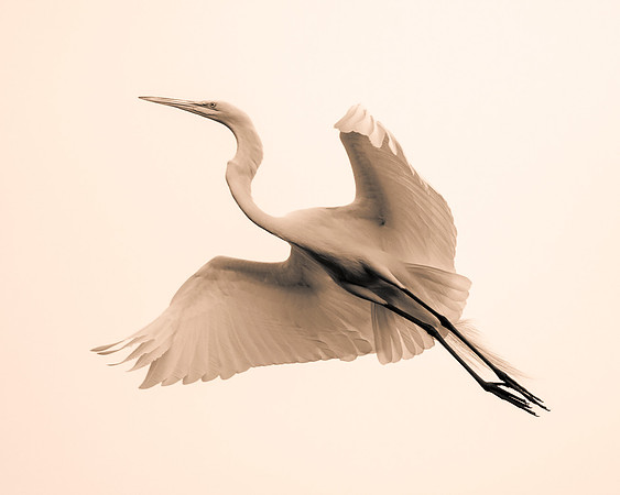 Bertazzoni, Jamaica, Nikon, artistic, beak, colors, feathers, fishing, "flying egret", heron, legs, migration, nature, panning, pond, safari, swamp, "white egret"